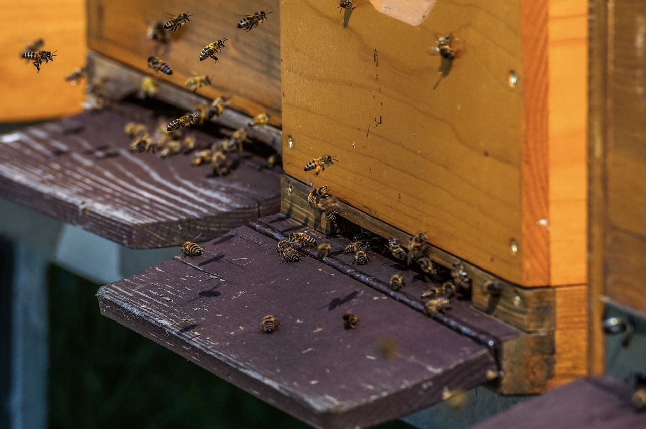 beehive, bee colony, honey bees-5026858.jpg